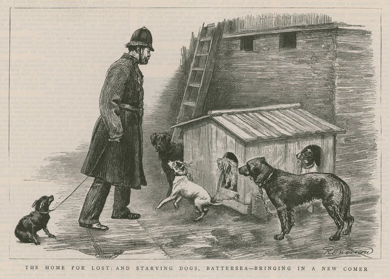 Het huis voor verloren en uitgehongerde honden door English School