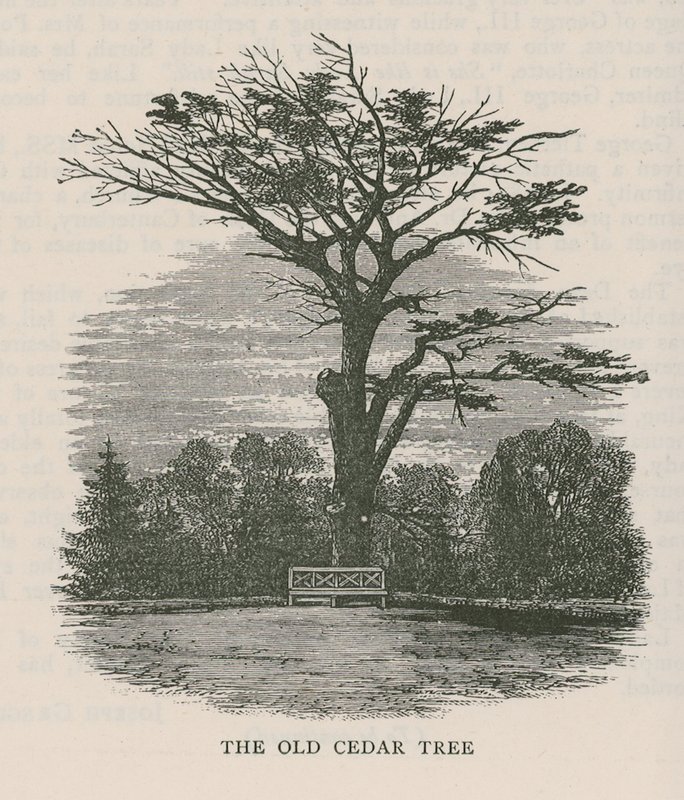De oude cederboom, Holland House door English School