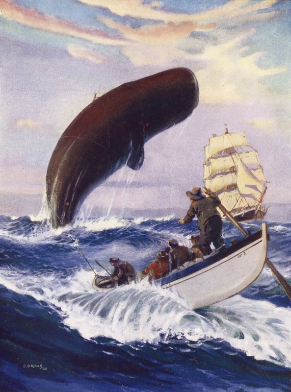 De walvis hief zijn hele enorme massa uit het water door English School