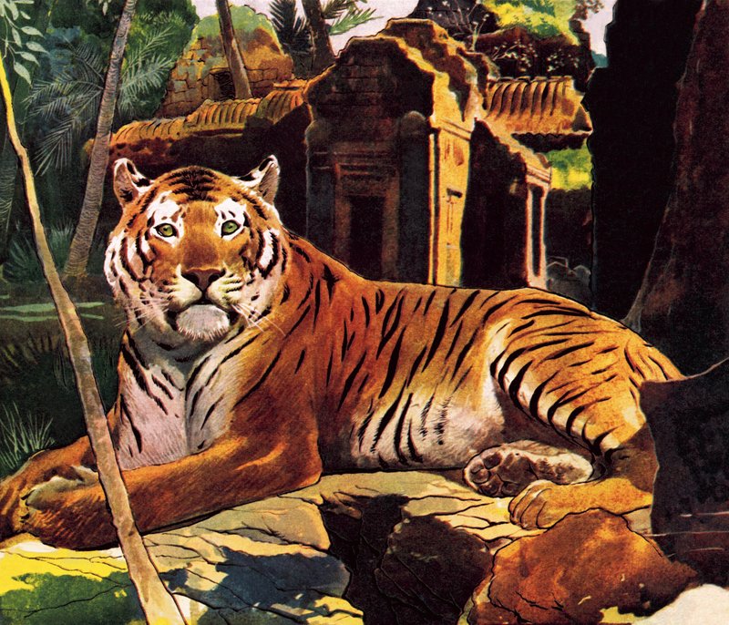 Tijger in de ruïnes door English School