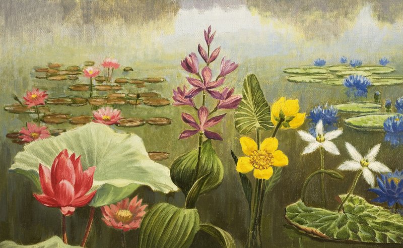 Tropische waterplanten door English School