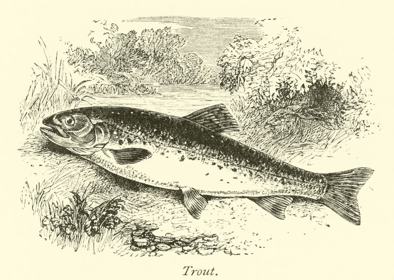 Forel door English School