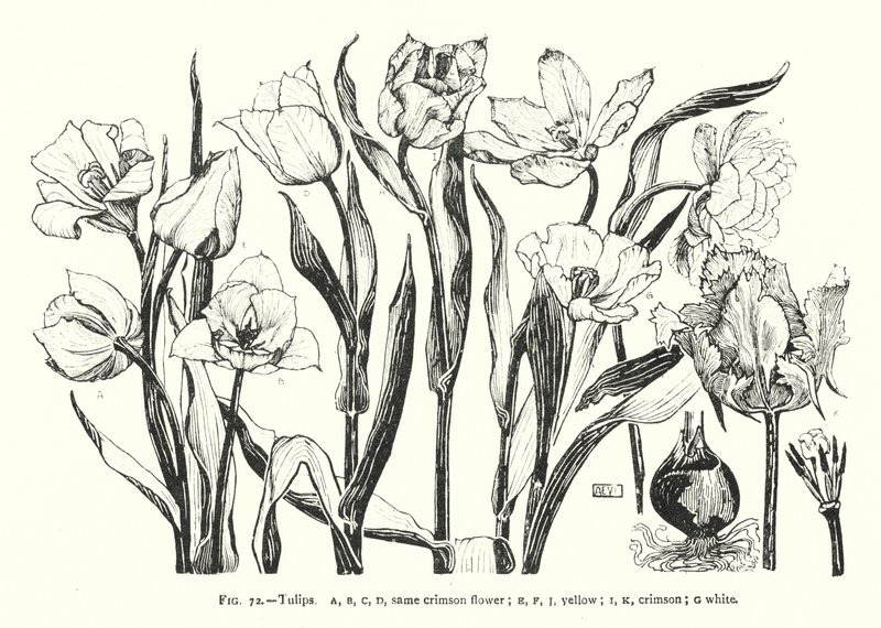 Tulpen; dezelfde karmozijnrode bloem; geel; karmozijnrood; wit door English School