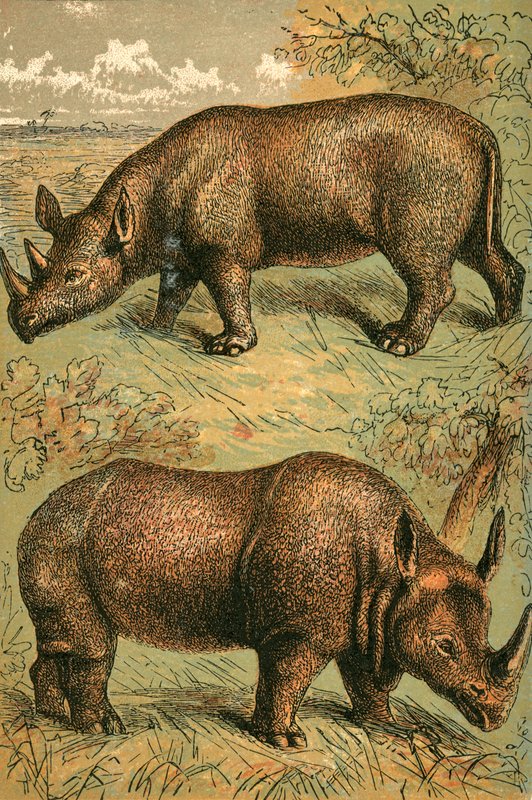 Tweekoppige Neushoorn en Eenhoornige Neushoorn door English School