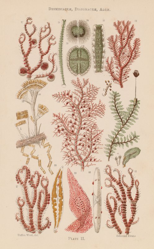 Onder de microscoop: Desmidiaceae, Diatomaceae, Algen door English School