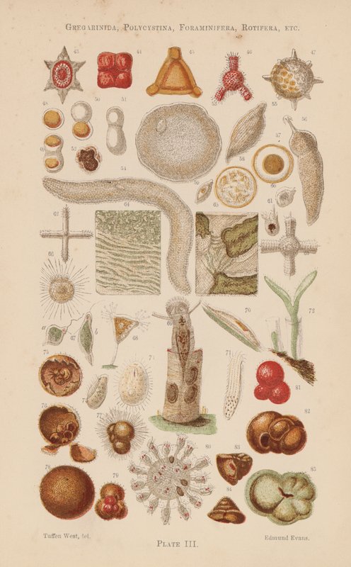 Onder de microscoop: Gregarinida, Polycystina, Foraminifera, Rotifera, enz. door English School