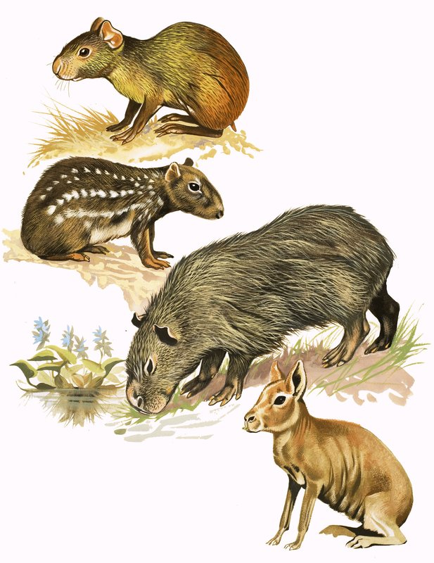 Montage van niet-geïdentificeerde dieren door English School