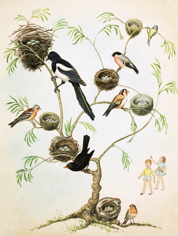 Ongeïdentificeerde vogels en nesten montage door English School