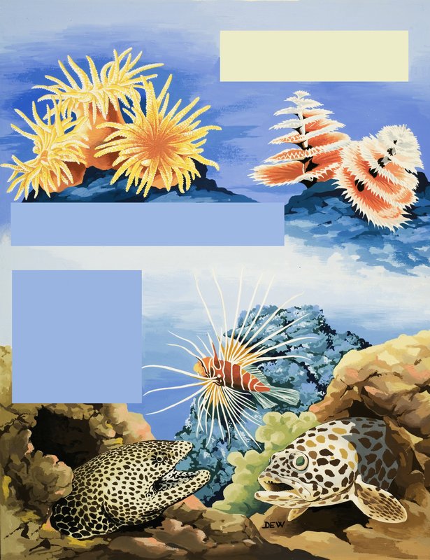 Ongeïdentificeerde onderwaterflora en -fauna door English School