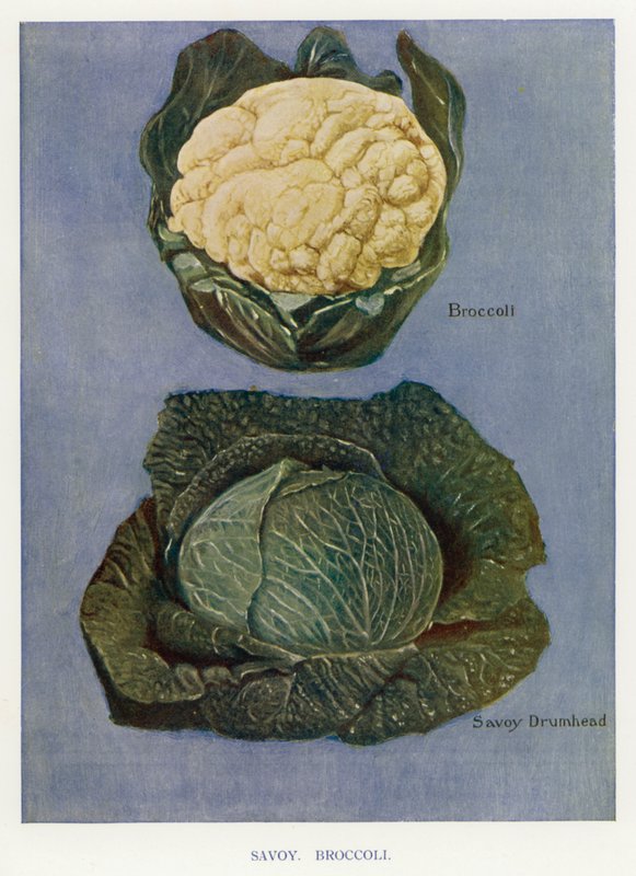 Gids voor Groentetelers: Savooiekool, Broccoli (kleur litho) door English School