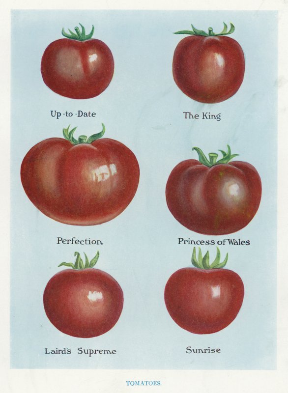 Gids voor Groentetelers: Tomaten (kleur litho) door English School