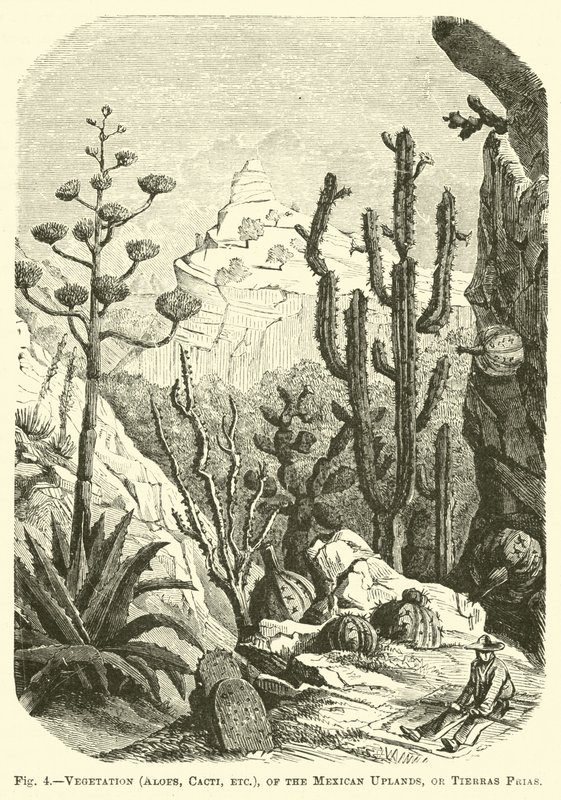 Vegetatie (Aloë