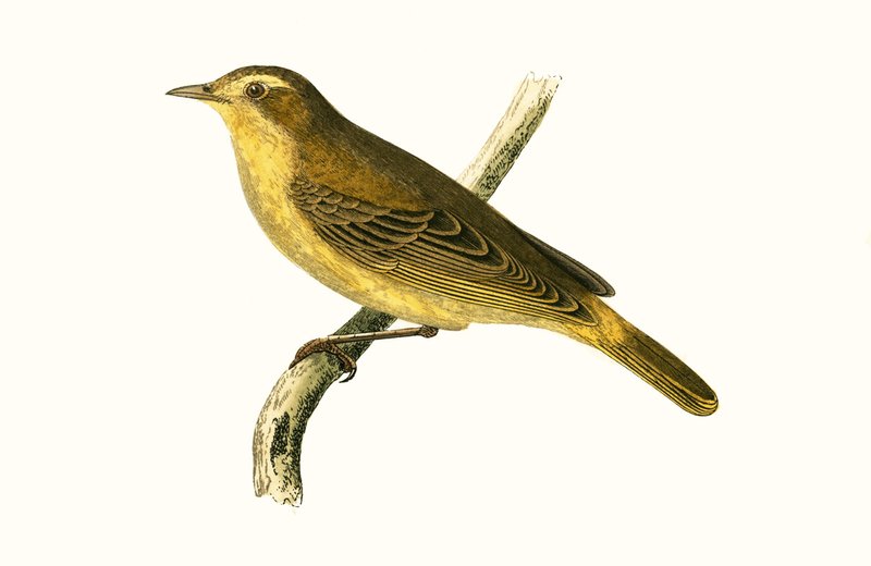 Willow Warbler van Vieillot, illustratie uit 