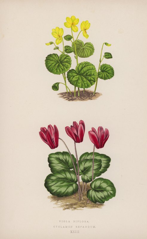 Viola Biflora; Cyclamen Repandum door English School