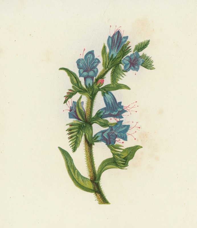 Slangenkruid, Echium Vulgare door English School