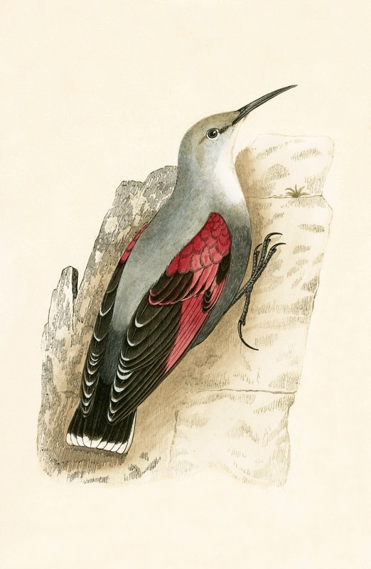 Muurkruiper, illustratie uit 
