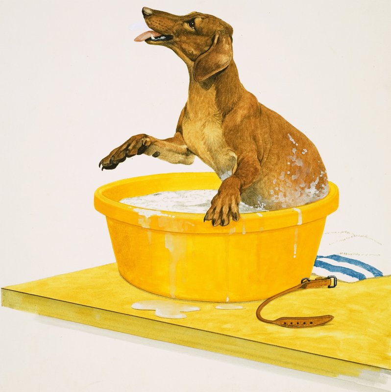 De hond wassen door English School