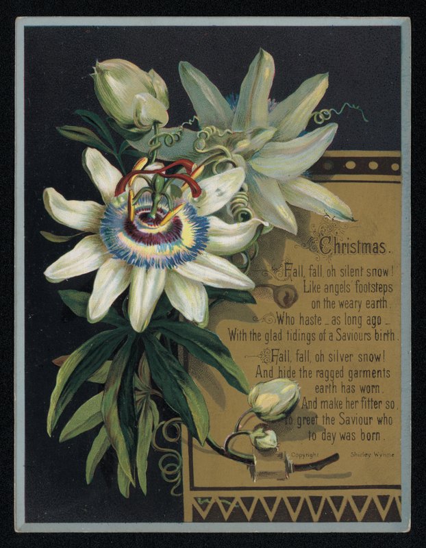 Witte passiebloem, kerstkaart door English School