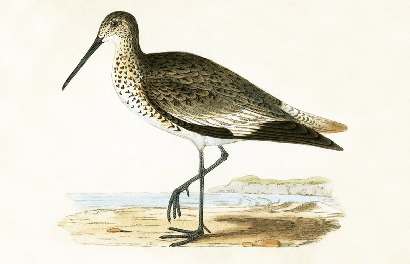 Willet, illustratie uit 
