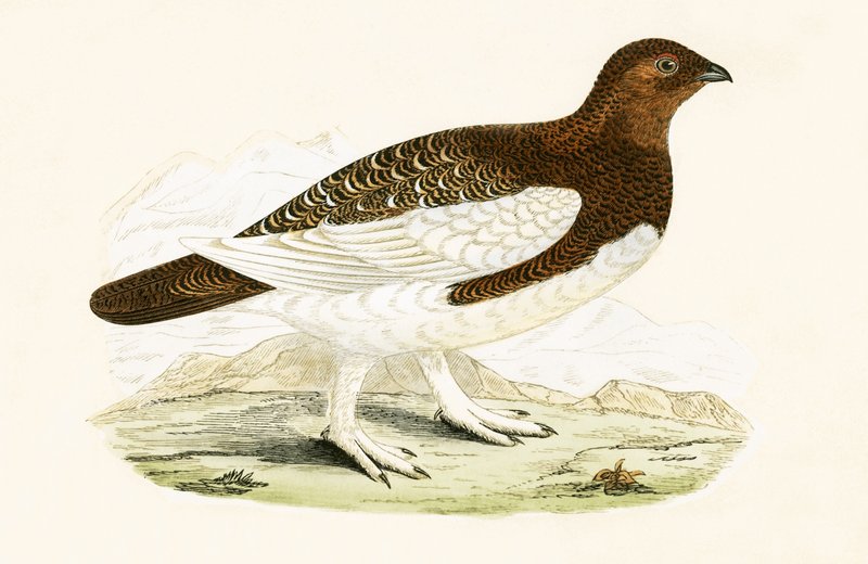 Willow Grouse, illustratie uit 