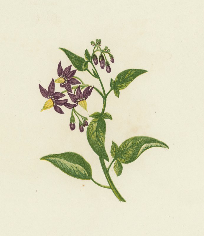 Bitterzoet, Solanum Dulcamara door English School