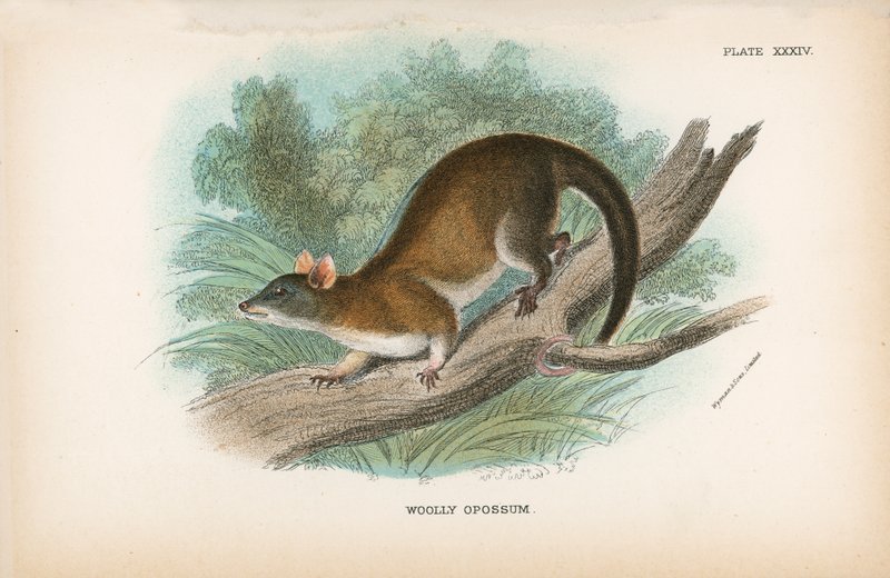 Wollige opossum door English School