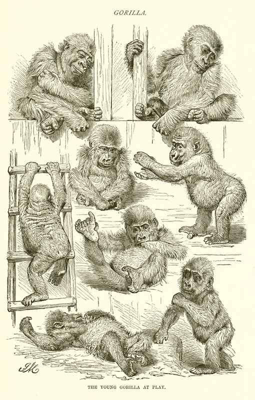Jonge gorilla aan het spelen door English School