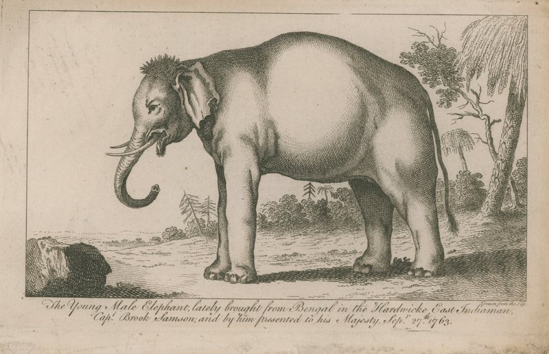 Jonge mannelijke olifant door English School