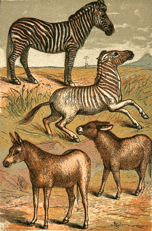 Zebra, Wilde Ezel, Quagga en Gewone Ezel door English School