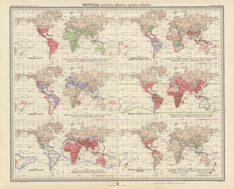 Zoogeografie: Reptilia, Lacertilia, Crocodilia, Chelonia, Prosauria door English School