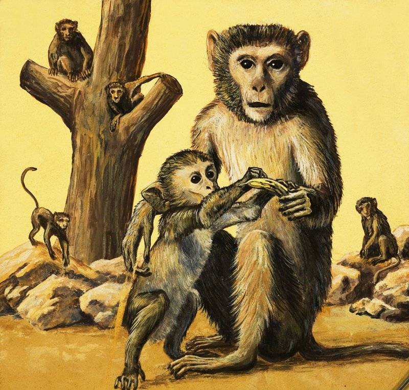 Rhesusaap door Eric Tansley