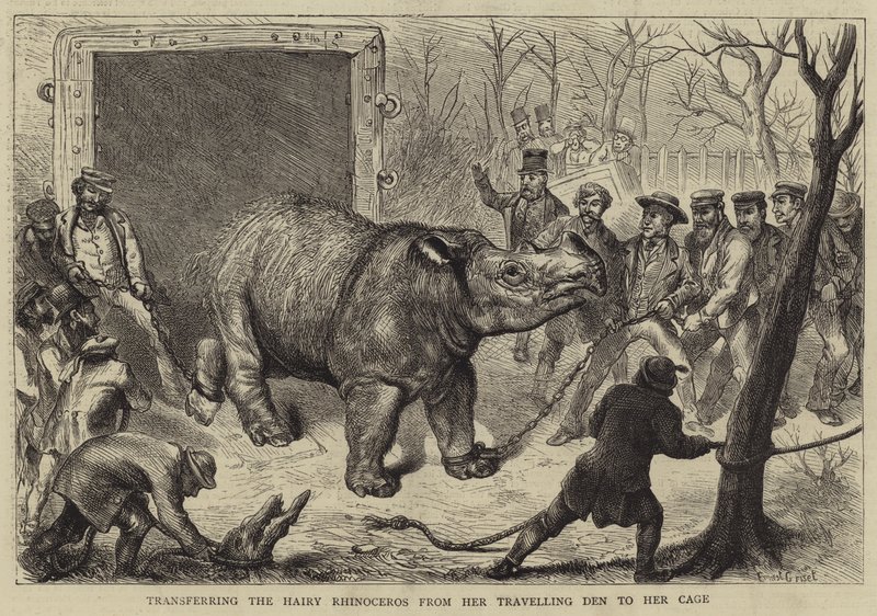 Het Overbrengen van de Harige Neushoorn van haar Reiskooi naar haar Hok door Ernest Henry Griset