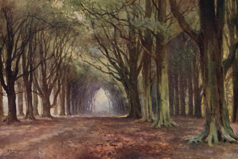 De Beukenlaan, Thoresby door Ernest William Haslehust