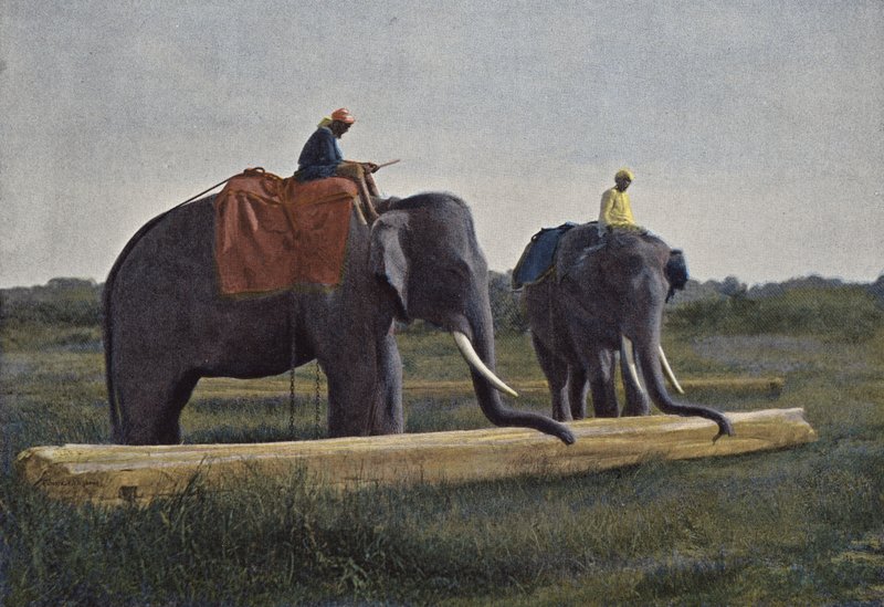 Ceylon, olifanten slepen een boomstam door European Photographer