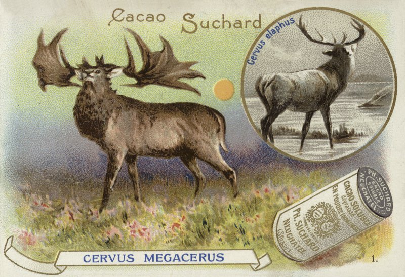Megaloceros en edelhert door European School