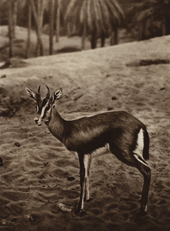 Gazelle aan de rand van de Nefta Oasis door European Photographer