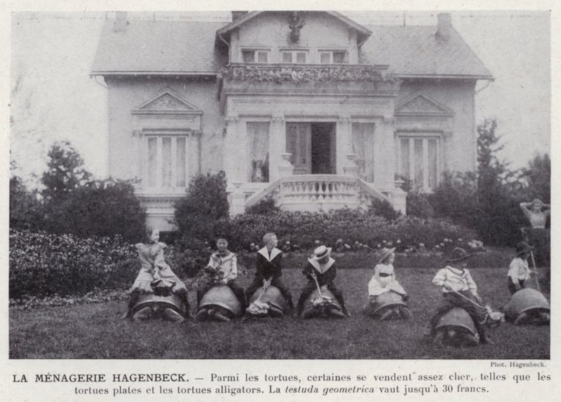 De Hagenbeck Menagerie door European Photographer
