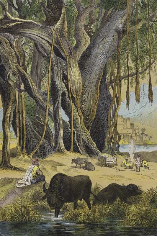 Dieren en planten van India door European School