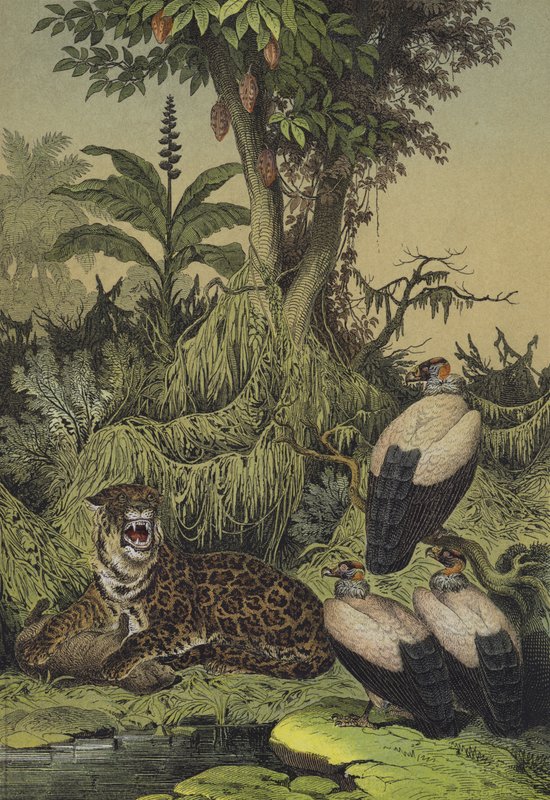 Dieren en planten van Nieuw-Granada, Zuid-Amerika door European School