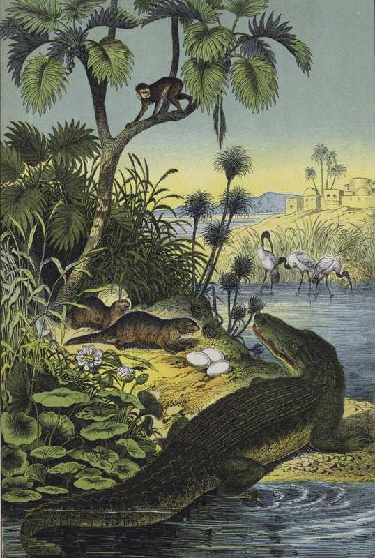 Dieren en planten van de Vallei van de Nijl door European School
