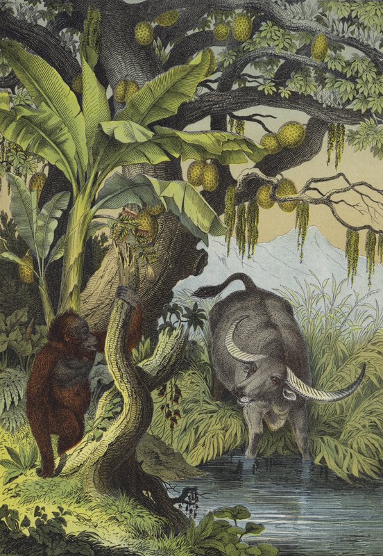 Dieren en planten van de eilanden van Zuid-Azië (kleur litho) door European School