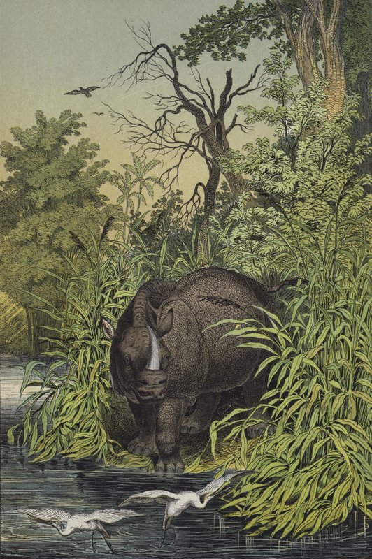 Dieren en planten van de moerasgebieden van India door European School