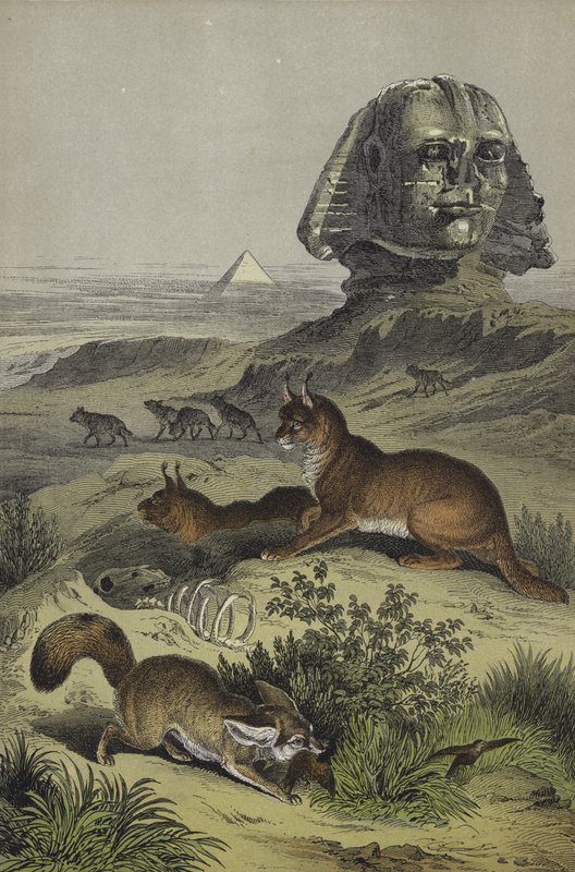 Dieren van Egypte door European School
