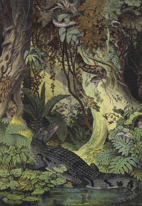 Dieren van de Amazone-jungles van Brazilië (kleurenlitho) door European School