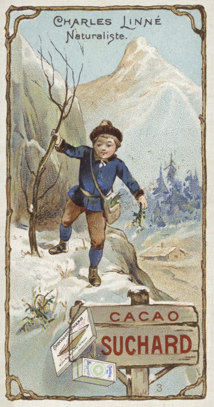 Carl Linnaeus, Zweedse botanicus en zoöloog, als kind door European School