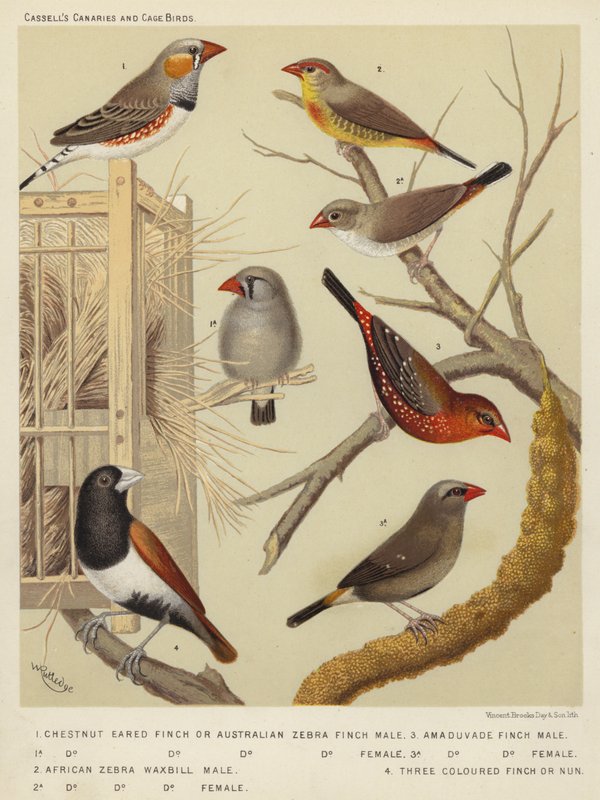 Kastanjeoor Vink of Australische Zebravink, Mannetje, Vrouwtje, Afrikaanse Zebra Waxbill, Mannetje, Vrouwtje, Amaduvade Vink, Mannetje, Vrouwtje, Driekleurige Vink of Non door European School
