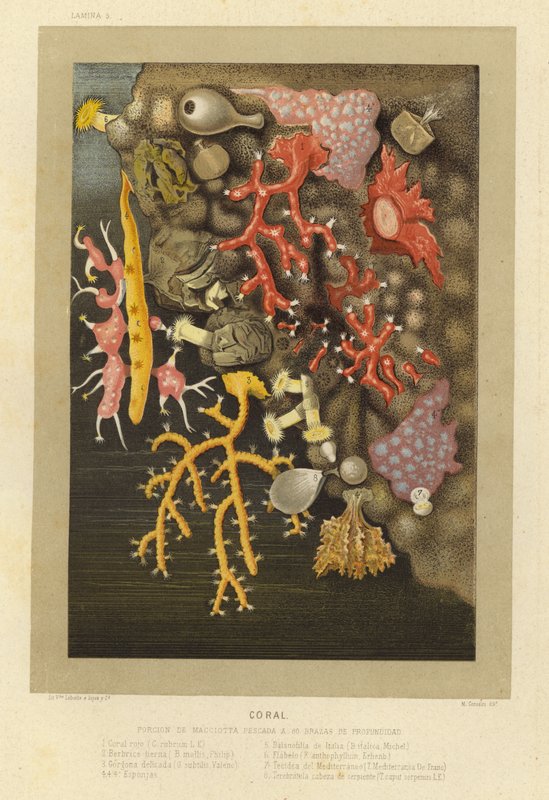 Koraal door European School