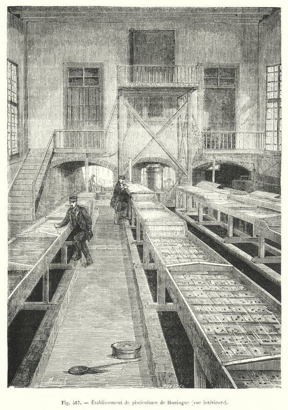 Interieur van de viskwekerij van Huningue (gravure) door European School