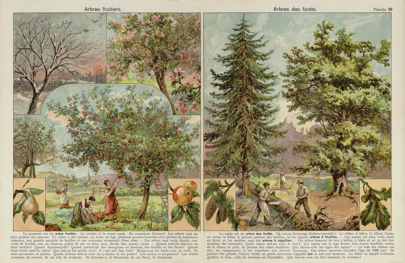 Fruitbomen en bomen van de bossen door European School