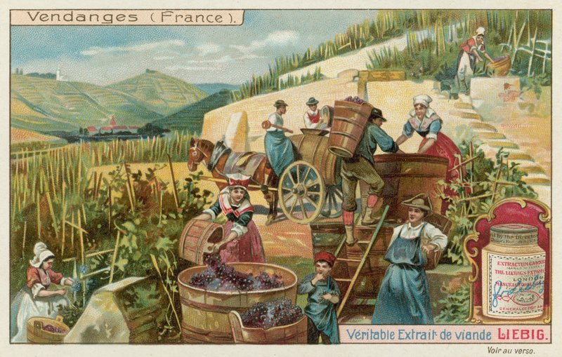 Druivenoogst in Frankrijk door European School